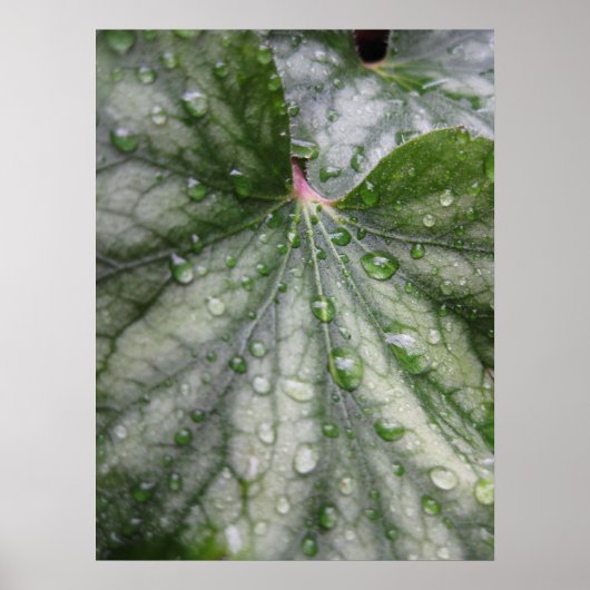 神秘的葉なポスター(3) ポスター (正面)