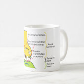 神経信号がSynapsesといかに送られるか図表で示して下さい コーヒーマグカップ (正面右)