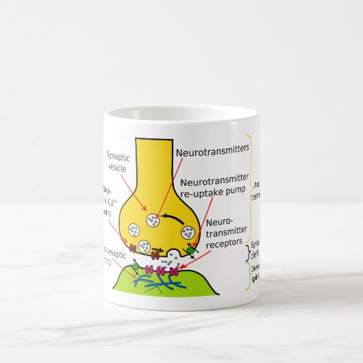 神経信号がSynapsesといかに送られるか図表で示して下さい コーヒーマグカップ (中央)