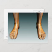 神経系のある人間の脚と足 ポストカード (正面/裏面)