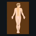 神経系のポスター ポスター<br><div class="desc">ヒト中枢神経系および末梢神経系（CNSおよびPNS）の解剖学。濃い茶色の背景。科学的に正確だ。学校素晴らし科学研究所の場合は、教育目的の場合は、医務室、診療所、病院…解像度を失うことなく、あらゆるサイズに拡張可能なベクトルファイル。私の店をチェックより多くの医療イラスト、深刻なおもしろい材料の両方。全ての画像は科学者の一人によって作られる。何がもし必要なのか分からないが、コメントを下さい。</div>