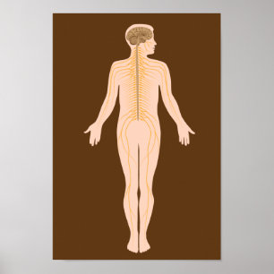 神経系のポスター ポスター
