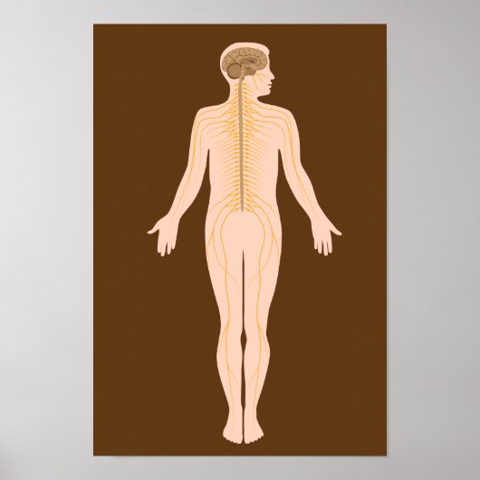 神経系のポスター ポスター (正面)