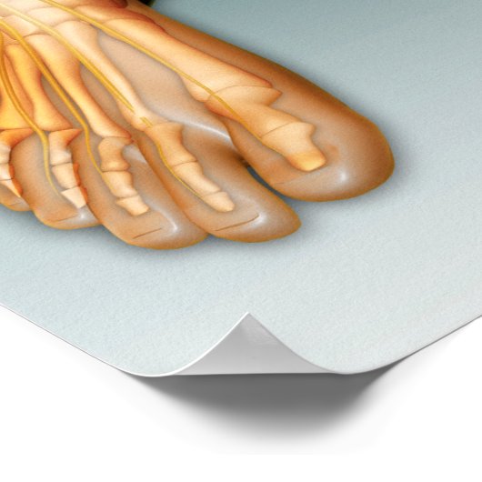 神経系を持つ人間の脚と足 ポスター (角)