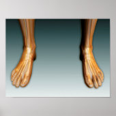 神経系を持つ人間の脚と足 ポスター (正面)