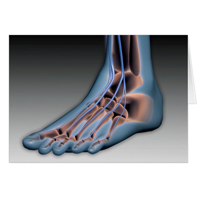 神経系を有するヒト足1 (正面横)