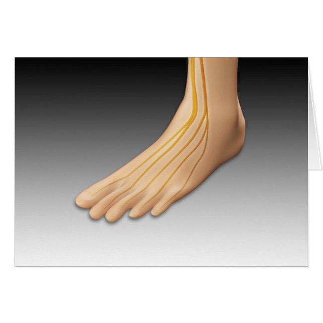 神経系を有するヒト足2 (正面横)