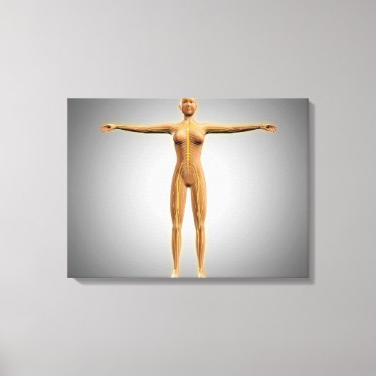 神経系を有する女性体の解剖学 キャンバスプリント (正面)