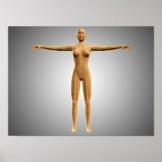 神経系を有する女性体の解剖学 ポスター (正面)