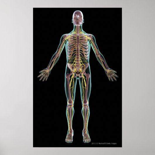 神経系イラストレーション ポスター (正面)