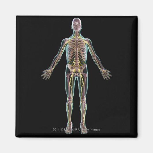 神経系イラストレーション マグネット (正面)