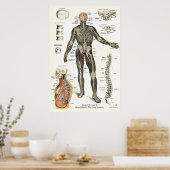 神経系脊髄神経カイロプラクティック24 X 36 ポスター (キッチン)