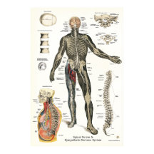 神経系脊髄神経カイロプラクティック24 X 36