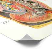 神経系脊髄神経解剖学ポスター ポスター (角)