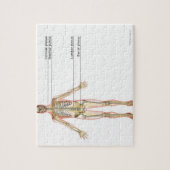 神経系2 ジグソーパズル (縦)