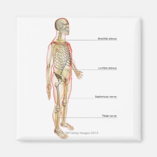 神経系3 マグネット (正面)