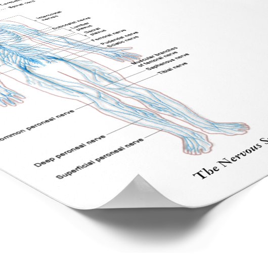 神経系 ポスター (角)