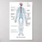神経系 ポスター (正面)