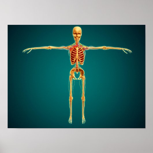 神経質な人間の骨格の正面 ポスター (正面)