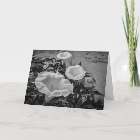 神聖なチョウセンアサガオ属 カード (正面)