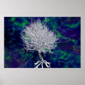 禁断の木 ポスター (正面)