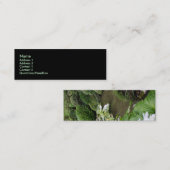 禅の庭のHostA スキニー名刺 (正面/裏面)