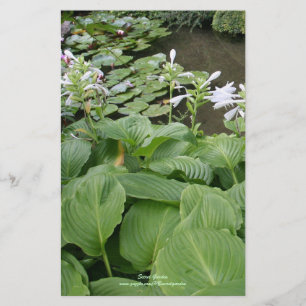 禅の庭2のHostA 便箋