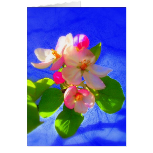 禅はカード活気付きます (正面)