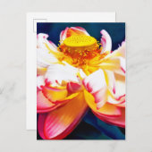 禅咲きピンク蓮の花水色 案内ポストカード (正面/裏面)