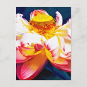 禅咲きピンク蓮の花水色 案内ポストカード (正面)