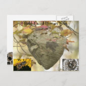 禿げたスズメバチの巣 ポストカード (正面/裏面)