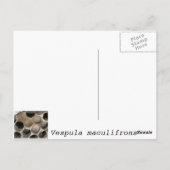 禿げたスズメバチの巣 ポストカード (裏面)