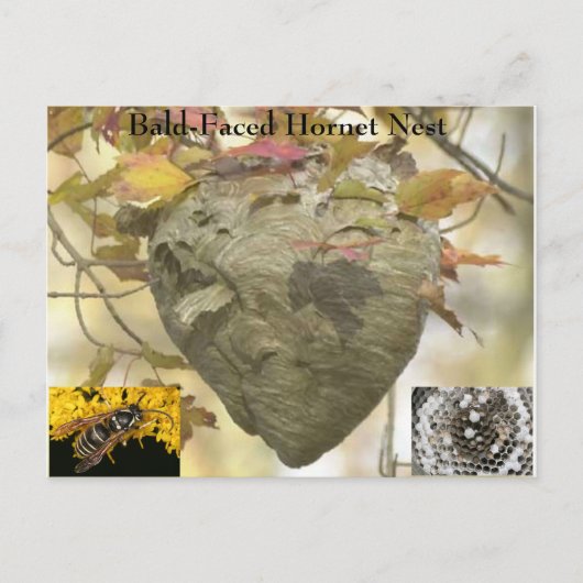 禿げたスズメバチの巣 ポストカード (正面)
