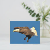 禿げたワシが上陸の準備をする ポストカード (スタンド正面)