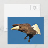 禿げたワシが上陸の準備をする ポストカード (正面/裏面)