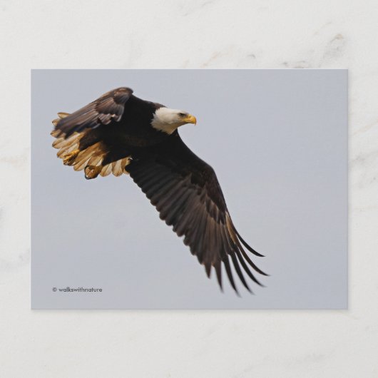 禿げたワシが空に飛び込む ポストカード (正面)
