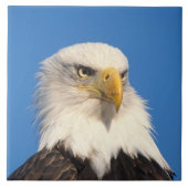 禿げたワシの顔 タイル (正面)