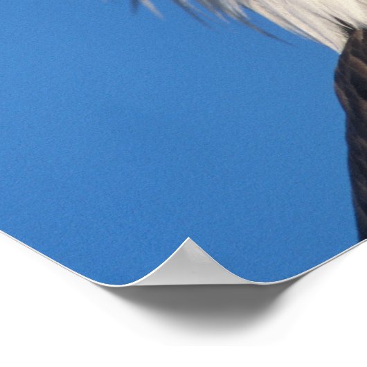 禿げたワシの顔 ポスター (角)