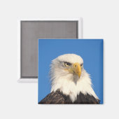 禿げたワシの顔 マグネット (正面/裏面)