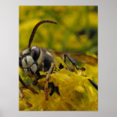 禿げ角 ポスター (正面)