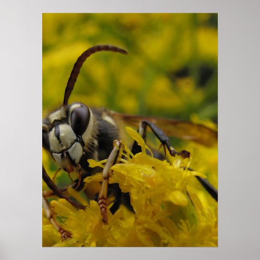 禿げ角 ポスター (正面)