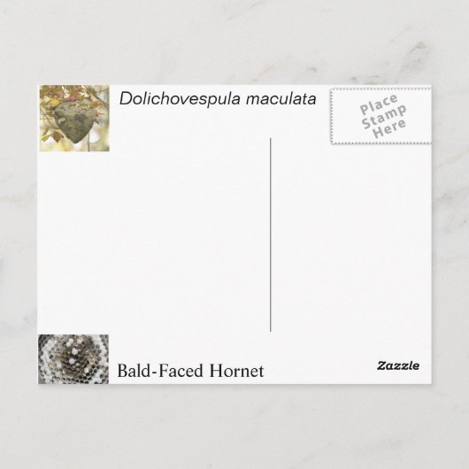 禿げ角 ポストカード (裏面)