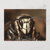 禿げ角 ポストカード (正面)