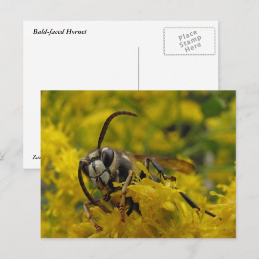 禿げ角 ポストカード (正面/裏面)