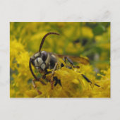 禿げ角 ポストカード (正面)