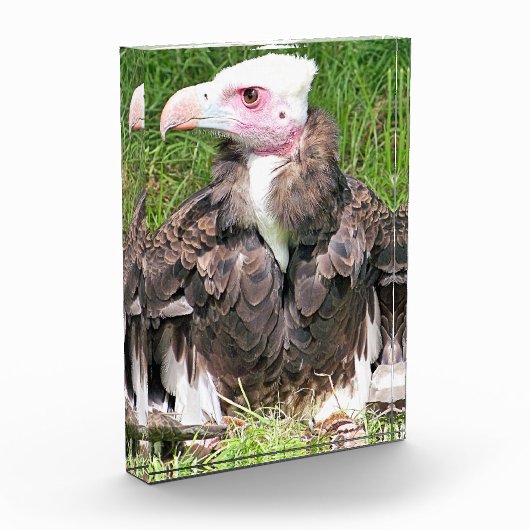 禿頭 フォトブロック (左)