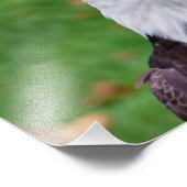 禿鷲の目 フォトプリント            (角)