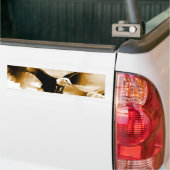 禿鷲の着陸 バンパーステッカー (トラック上)