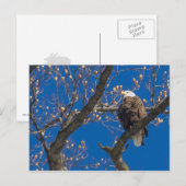 禿鷲の視線 ポストカード (正面/裏面)