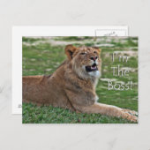 私がボスライオン葉書 ポストカード (正面/裏面)